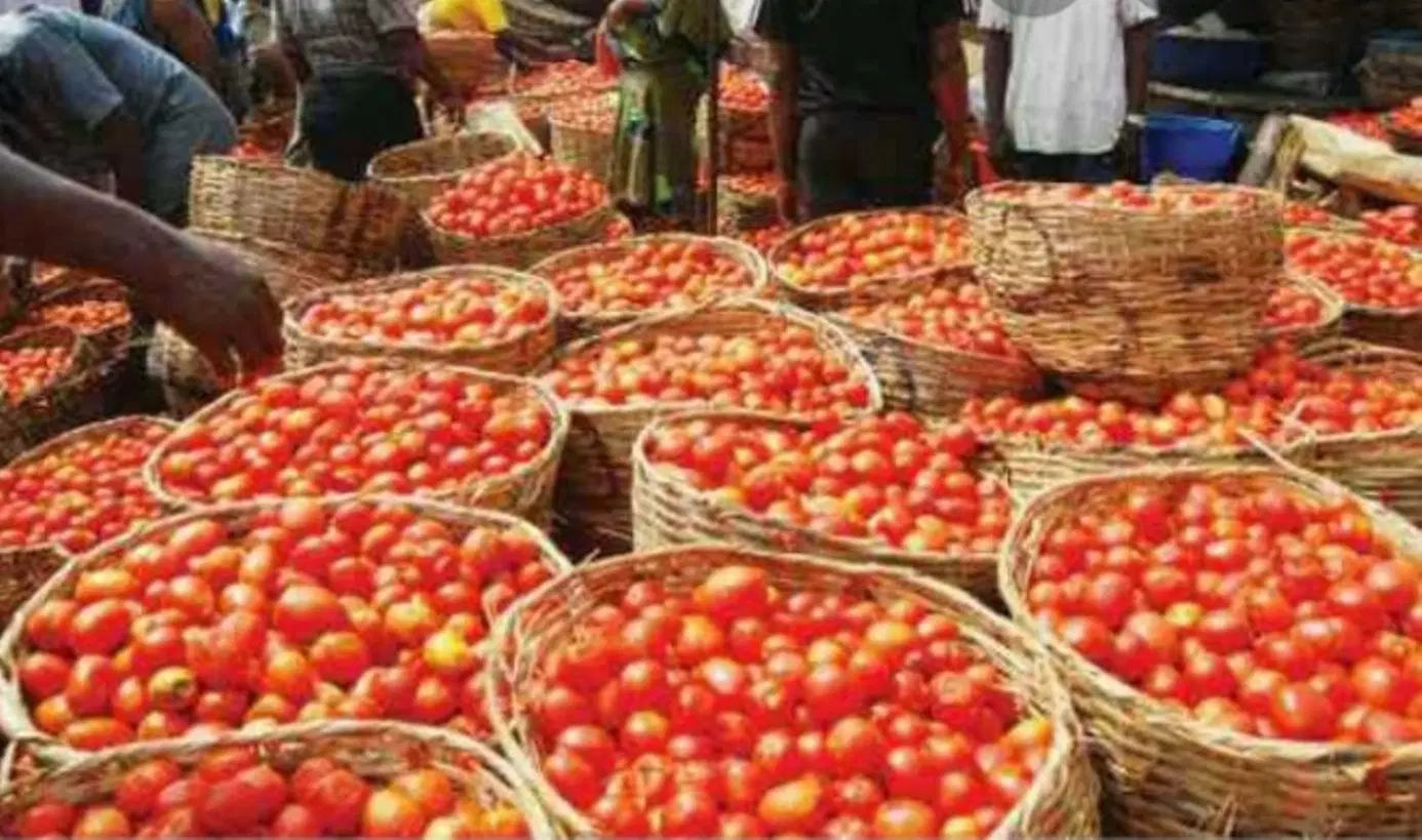 Tomato Prices To Fall From August