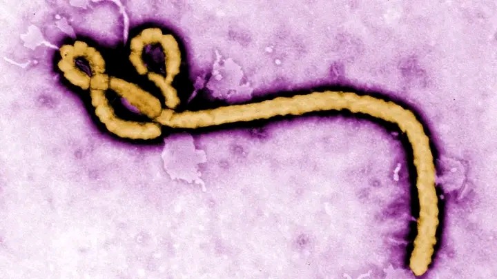 DR Congo Commences Clinical Trials For Rare Ebola Strain Treatments