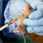 NCDC Reports Spike in Lassa Fever Cases as National Death Toll Reaches 229