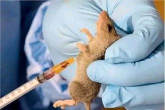 NCDC Reports Spike in Lassa Fever Cases as National Death Toll Reaches 229