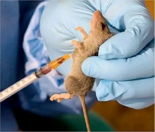 NCDC Reports Spike in Lassa Fever Cases as National Death Toll Reaches 229
