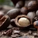 Nigeria Forfeits ₦4 Trillion Annually In Shea Nut Revenue Amid Porous Borders, Informal Export Leaks