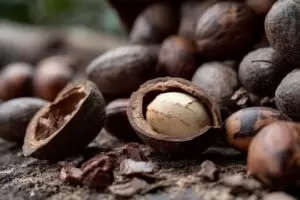 Nigeria Forfeits ₦4 Trillion Annually In Shea Nut Revenue Amid Porous Borders, Informal Export Leaks