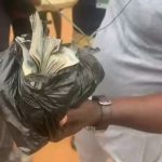 Osun Election: Voters Accuse APC Supporters of Cash Distribution at Polling Units